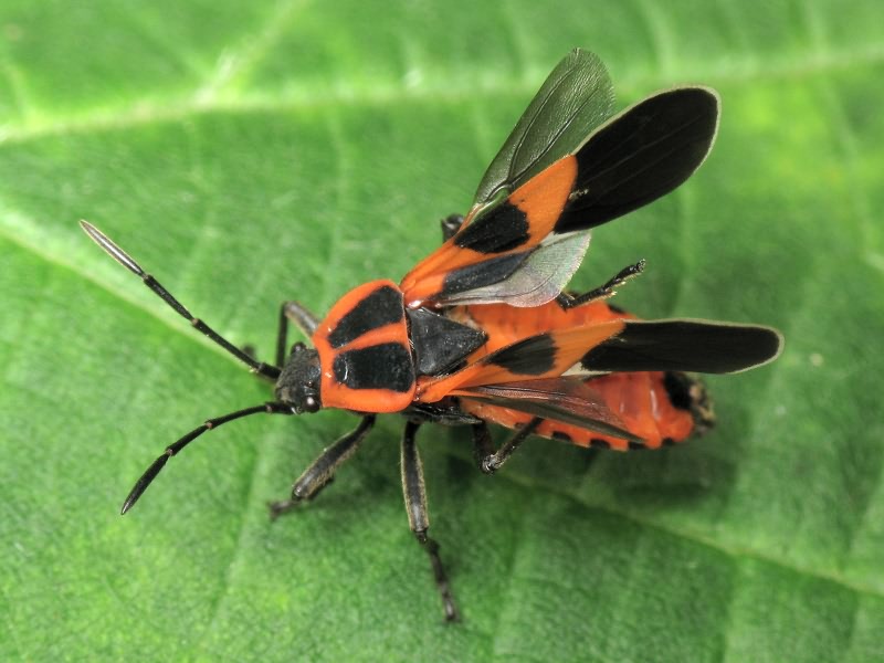 Tropidothorax leucopterus (Goeze, 1778)